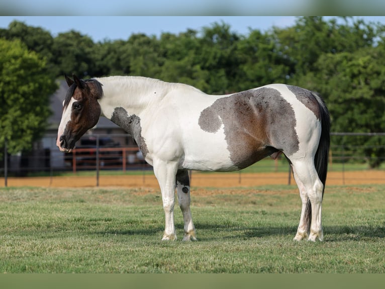 American Quarter Horse Ruin 9 Jaar 142 cm Gevlekt-paard in Joshua