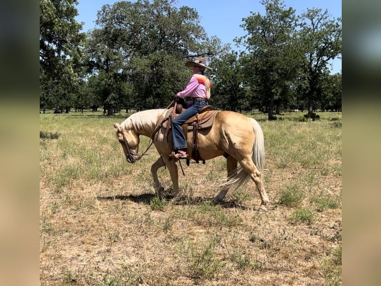 American Quarter Horse Ruin 9 Jaar 142 cm Palomino in Lipan, TX