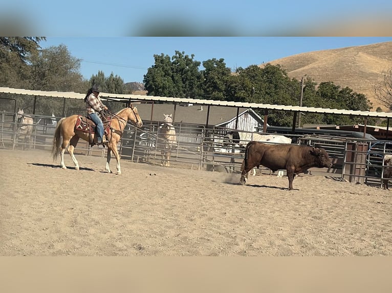 American Quarter Horse Ruin 9 Jaar 142 cm Palomino in Tres Pinos
