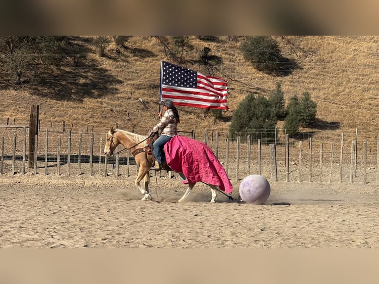 American Quarter Horse Ruin 9 Jaar 142 cm Palomino in Tres Pinos