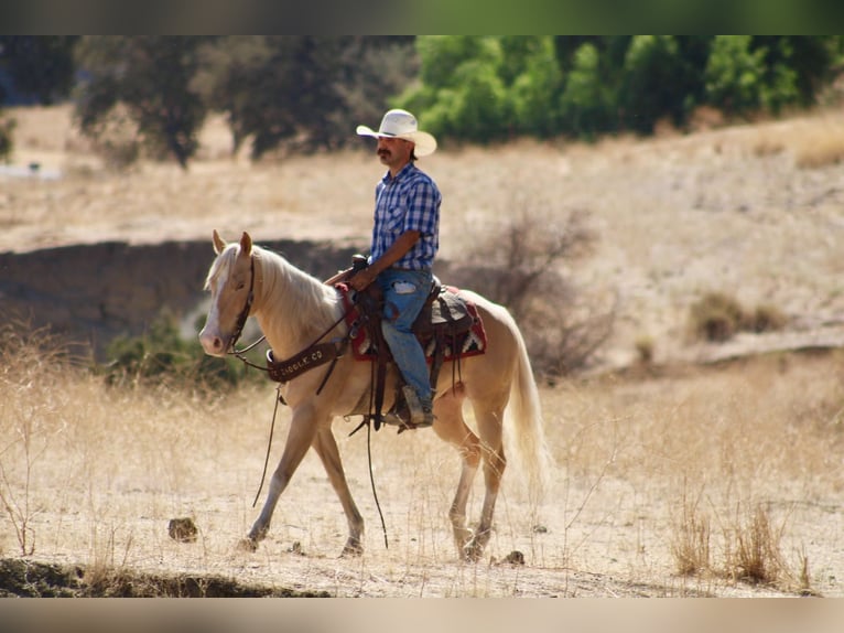 American Quarter Horse Ruin 9 Jaar 142 cm Palomino in Tres Pinos