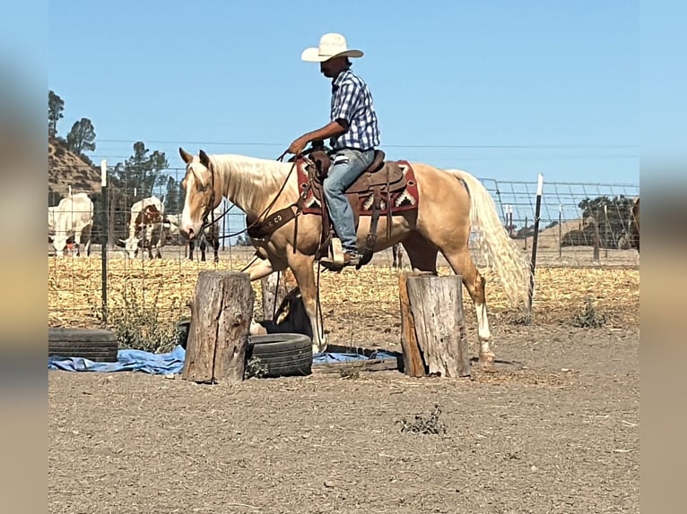 American Quarter Horse Ruin 9 Jaar 142 cm Palomino in Tres Pinos
