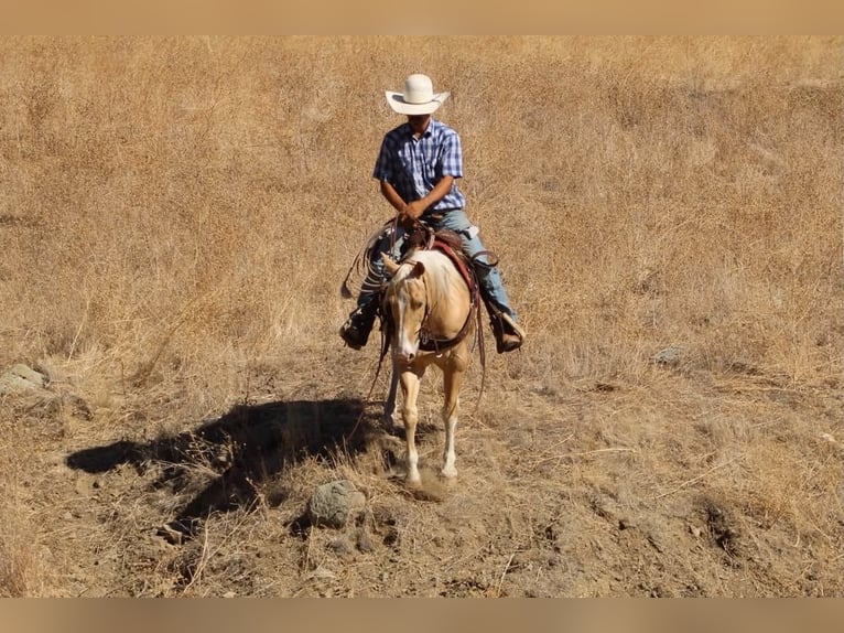 American Quarter Horse Ruin 9 Jaar 142 cm Palomino in Tres Pinos