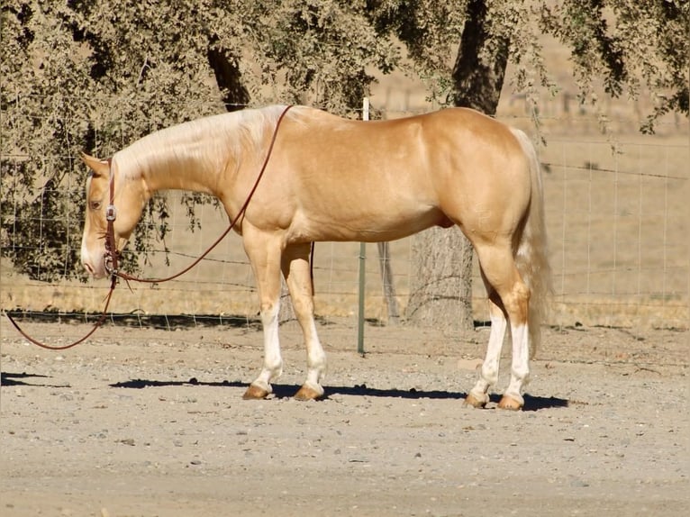American Quarter Horse Ruin 9 Jaar 142 cm Palomino in Tres Pinos