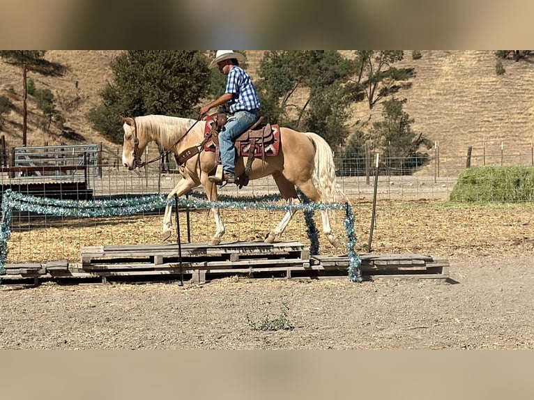 American Quarter Horse Ruin 9 Jaar 142 cm Palomino in Tres Pinos