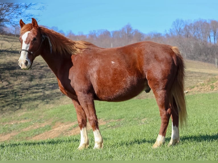American Quarter Horse Ruin 9 Jaar 142 cm Roodvos in Culleoka