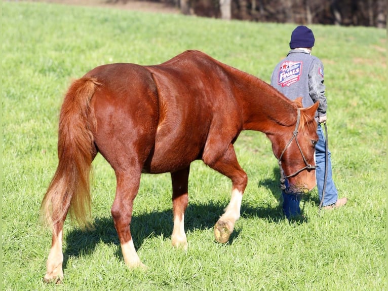 American Quarter Horse Ruin 9 Jaar 142 cm Roodvos in Culleoka