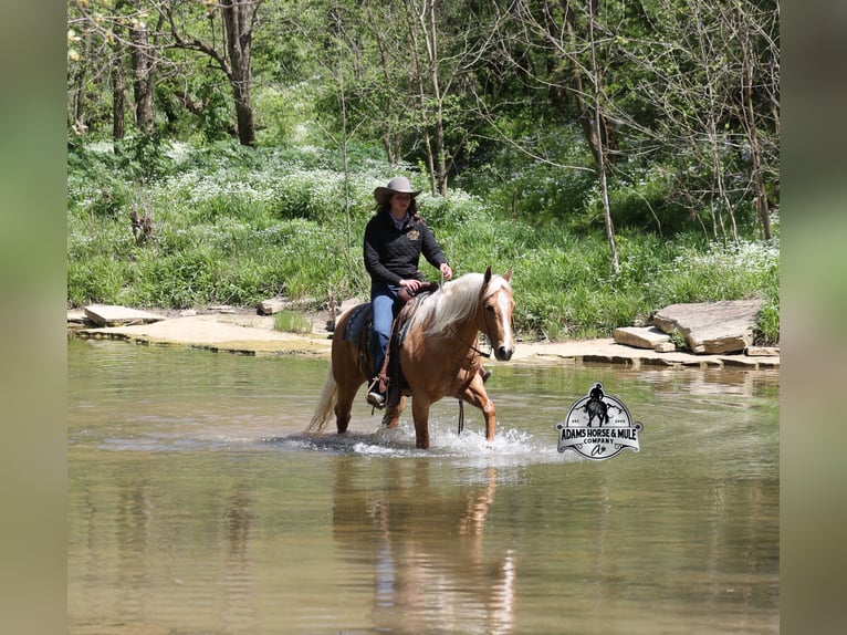 American Quarter Horse Ruin 9 Jaar 142 cm  in Mount Vernon