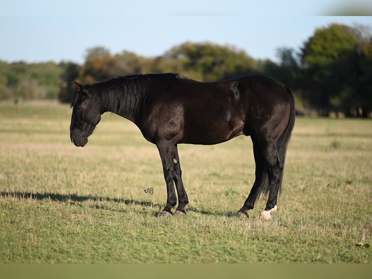 American Quarter Horse Ruin 9 Jaar 142 cm Zwart in Waco