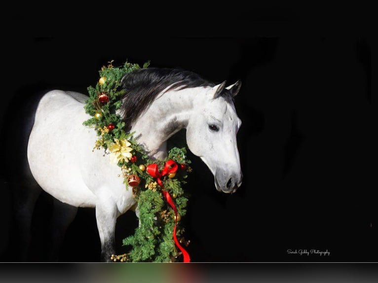 American Quarter Horse Ruin 9 Jaar 145 cm Appelschimmel in Fairbank IA