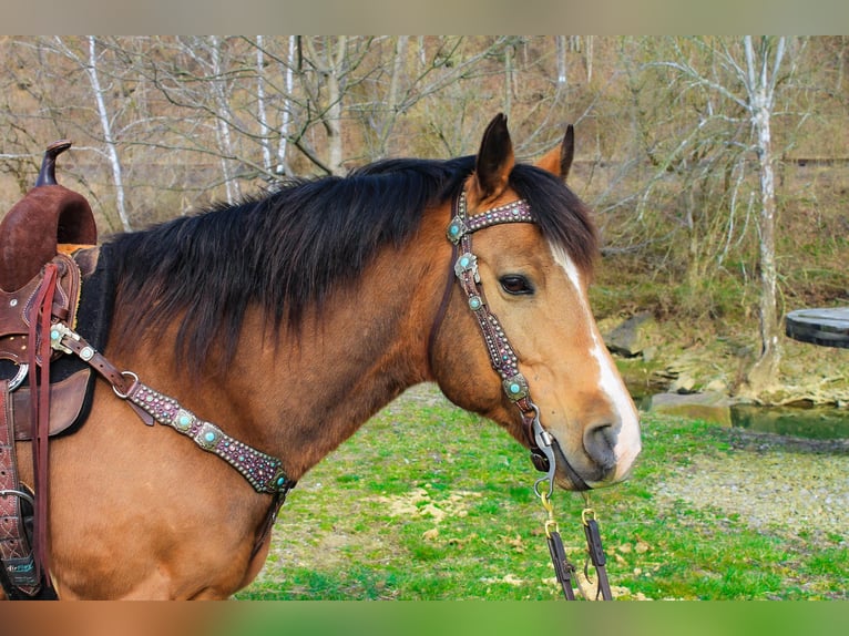 American Quarter Horse Ruin 9 Jaar 145 cm Buckskin in Blacksville WV