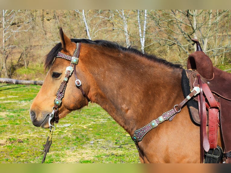 American Quarter Horse Ruin 9 Jaar 145 cm Buckskin in Blacksville WV