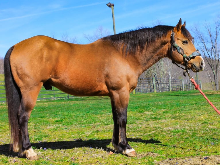 American Quarter Horse Ruin 9 Jaar 145 cm Buckskin in Blacksville WV