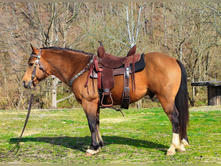 American Quarter Horse Ruin 9 Jaar 145 cm Buckskin in Blacksville WV