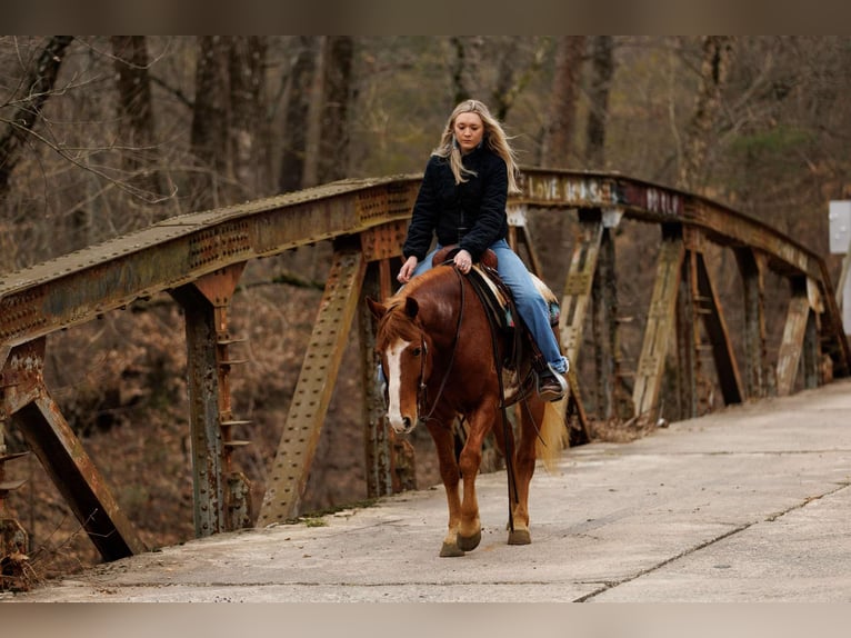 American Quarter Horse Ruin 9 Jaar 145 cm Overo-alle-kleuren in Quitman AR