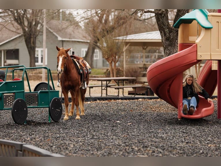 American Quarter Horse Ruin 9 Jaar 145 cm Overo-alle-kleuren in Quitman AR