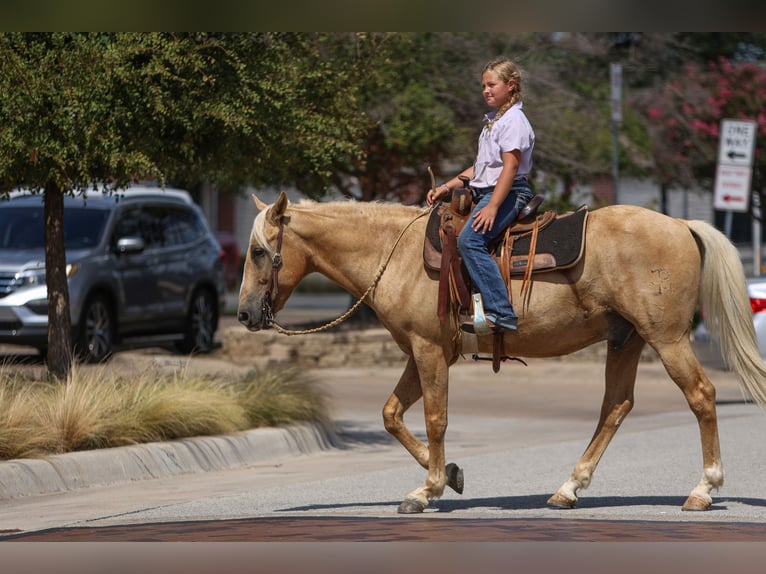 American Quarter Horse Ruin 9 Jaar 145 cm Palomino in Joshua, TX