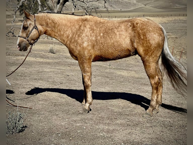 American Quarter Horse Ruin 9 Jaar 145 cm Palomino in Bitterwater CA