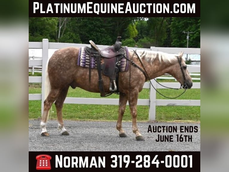 American Quarter Horse Ruin 9 Jaar 145 cm Palomino in Sturgis MI