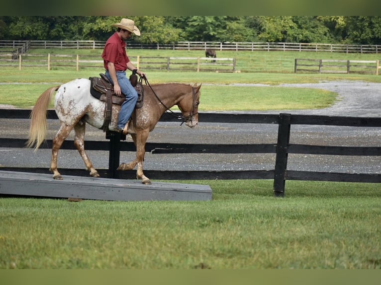 American Quarter Horse Ruin 9 Jaar 145 cm Roan-Bay in Sweet Springs MO