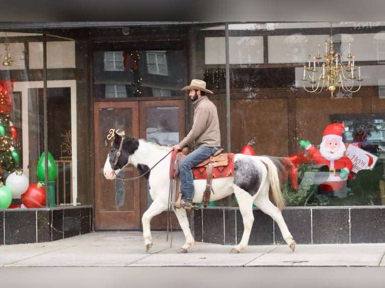 American Quarter Horse Ruin 9 Jaar 145 cm Roan-Blue in Brooksville KY