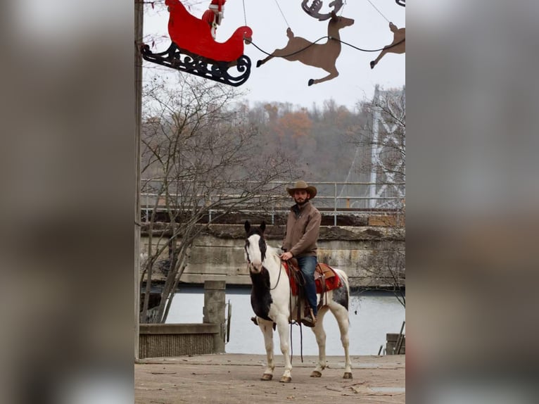 American Quarter Horse Ruin 9 Jaar 145 cm Roan-Blue in Brooksville KY