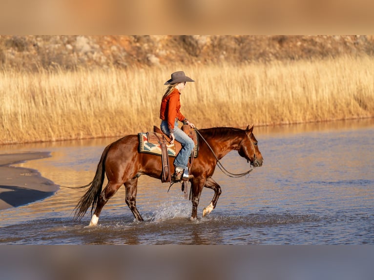 American Quarter Horse Ruin 9 Jaar 145 cm Roodvos in Canyon