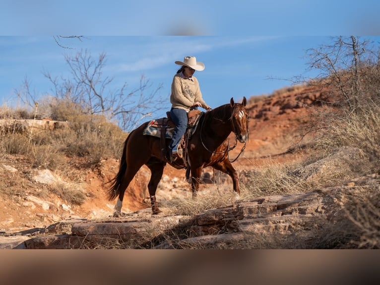 American Quarter Horse Ruin 9 Jaar 145 cm Roodvos in Canyon