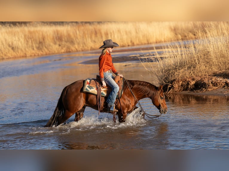 American Quarter Horse Ruin 9 Jaar 145 cm Roodvos in Canyon