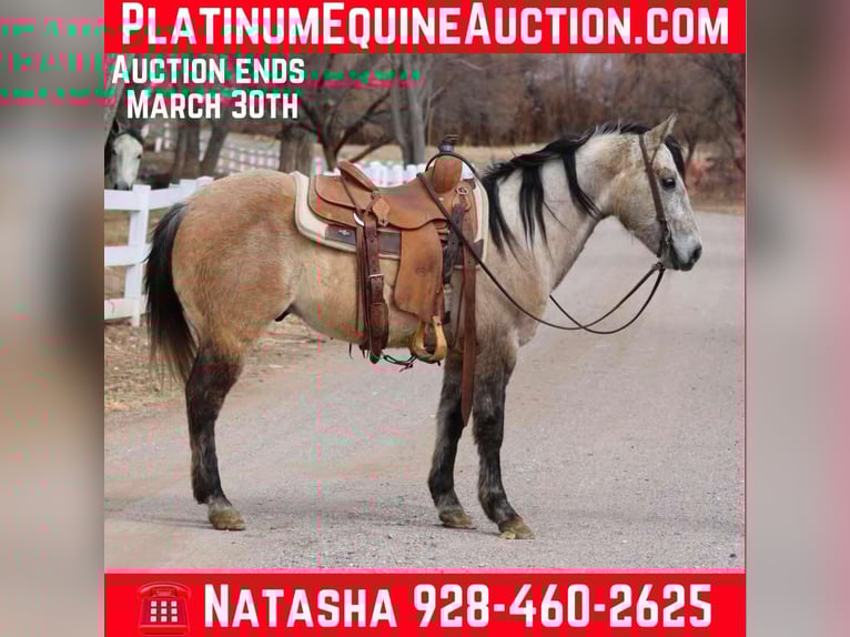 American Quarter Horse Ruin 9 Jaar 145 cm Schimmel in Camp Verde AZ