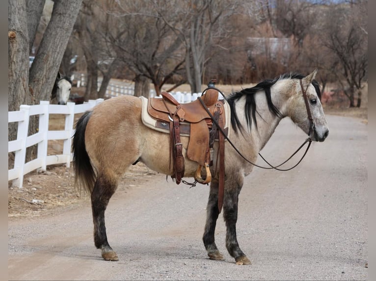 American Quarter Horse Ruin 9 Jaar 145 cm Schimmel in Camp Verde AZ