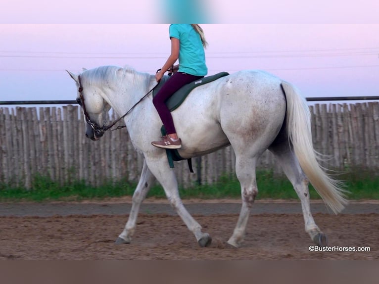 American Quarter Horse Ruin 9 Jaar 145 cm Schimmel in Weatherford TX