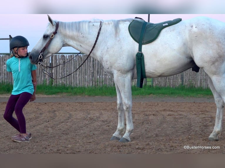 American Quarter Horse Ruin 9 Jaar 145 cm Schimmel in Weatherford TX