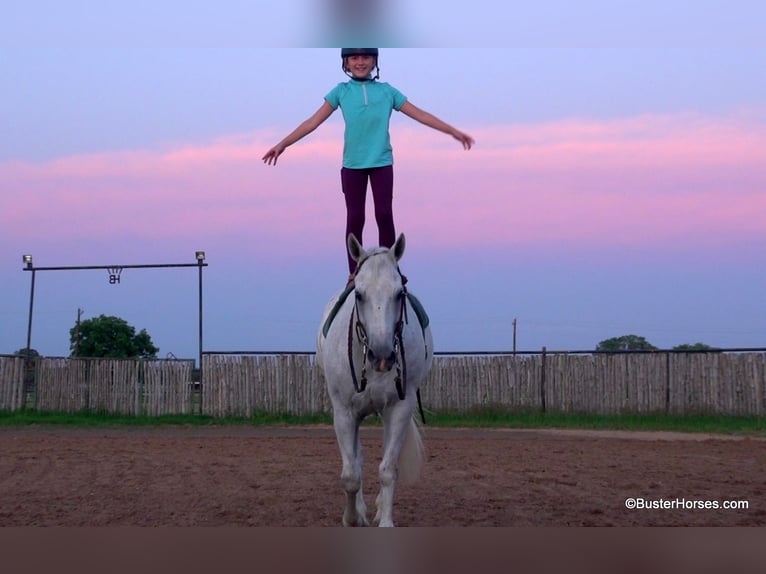 American Quarter Horse Ruin 9 Jaar 145 cm Schimmel in Weatherford TX