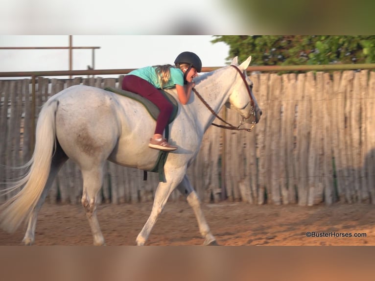 American Quarter Horse Ruin 9 Jaar 145 cm Schimmel in Weatherford TX