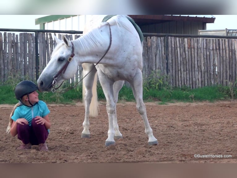 American Quarter Horse Ruin 9 Jaar 145 cm Schimmel in Weatherford TX