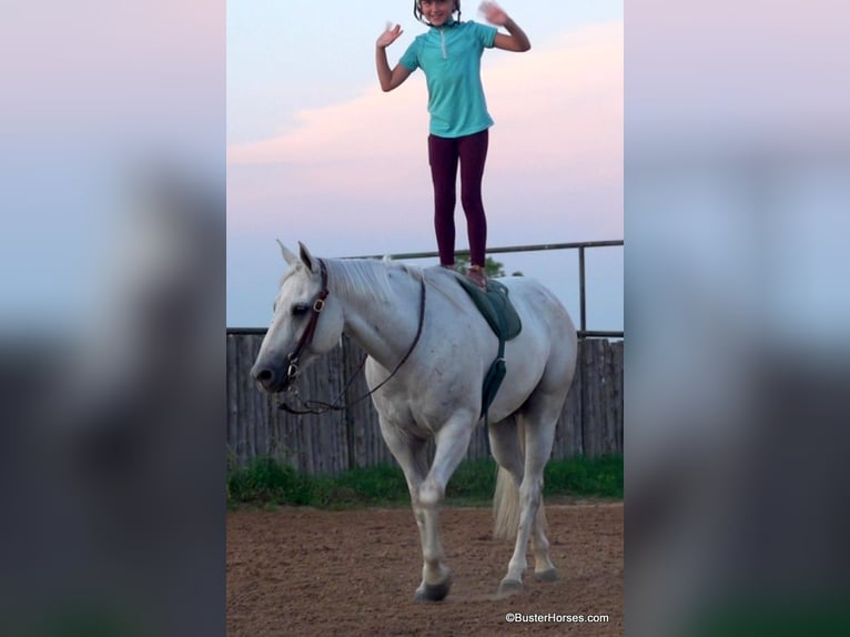 American Quarter Horse Ruin 9 Jaar 145 cm Schimmel in Weatherford TX