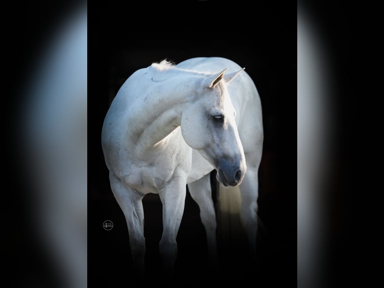 American Quarter Horse Ruin 9 Jaar 145 cm Schimmel in Weatherford TX