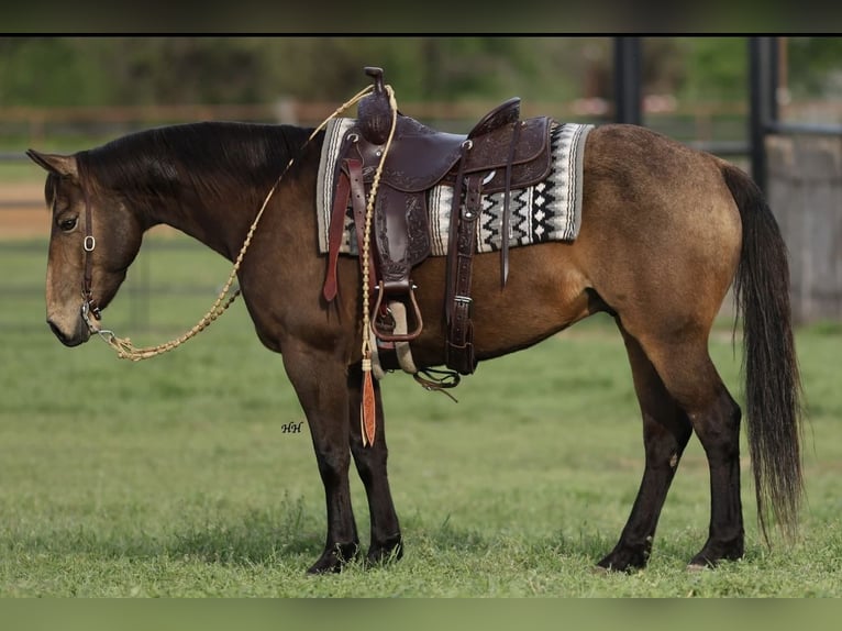 American Quarter Horse Ruin 9 Jaar 147 cm Buckskin in Cherryville