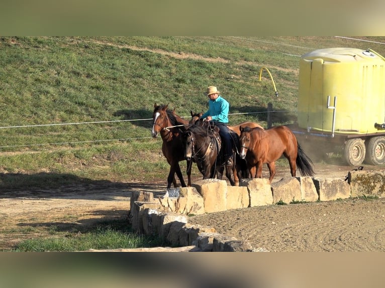 American Quarter Horse Mix Ruin 9 Jaar 147 cm Buckskin in Millersburg