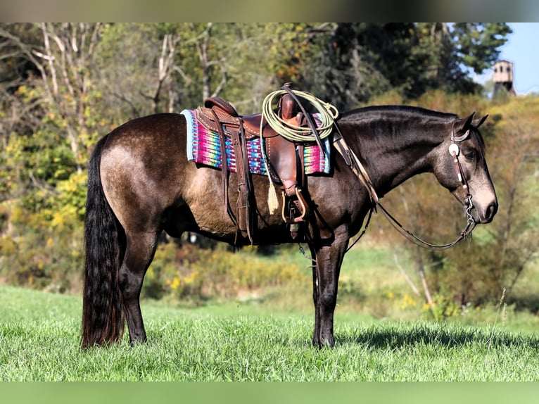 American Quarter Horse Mix Ruin 9 Jaar 147 cm Buckskin in Millersburg