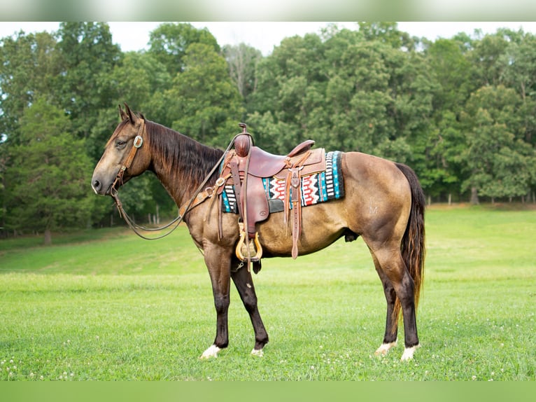 American Quarter Horse Ruin 9 Jaar 147 cm Buckskin in Greenville KY