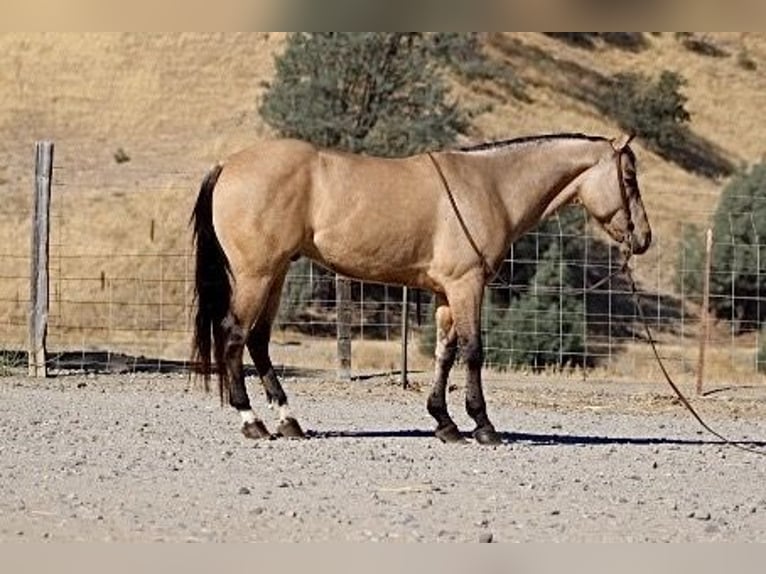 American Quarter Horse Ruin 9 Jaar 147 cm Buckskin in Paicines CA