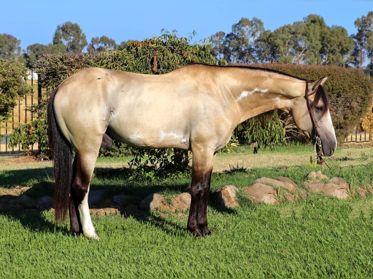 American Quarter Horse Ruin 9 Jaar 147 cm Buckskin in Pleasant Grove, CA