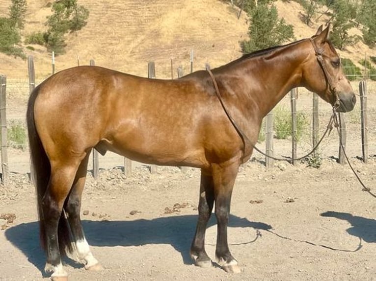 American Quarter Horse Ruin 9 Jaar 147 cm Buckskin in Woodside CA