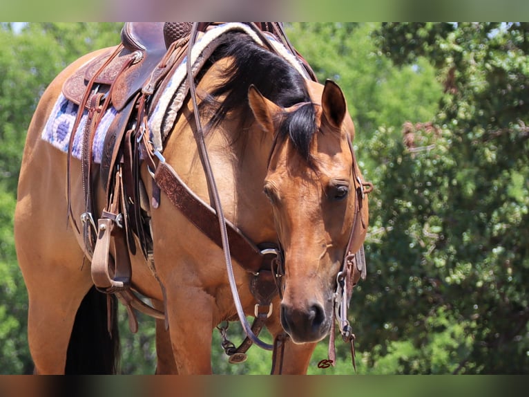 American Quarter Horse Ruin 9 Jaar 147 cm Falbe in Jacksboro TX