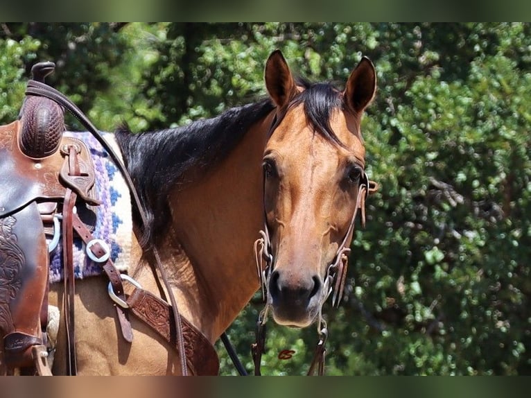 American Quarter Horse Ruin 9 Jaar 147 cm Falbe in Jacksboro TX