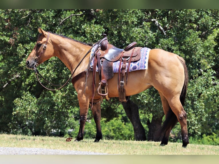 American Quarter Horse Ruin 9 Jaar 147 cm Falbe in Jacksboro TX