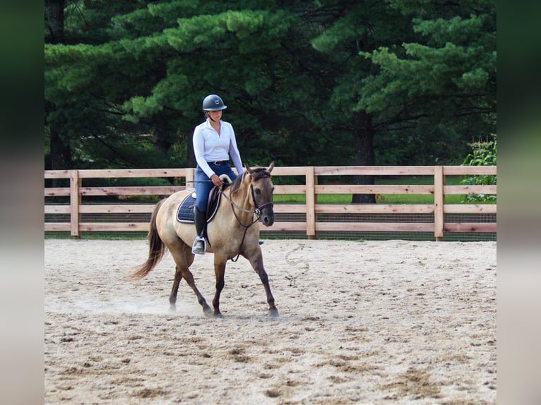 American Quarter Horse Ruin 9 Jaar 147 cm Grullo in Hardinsburg IN