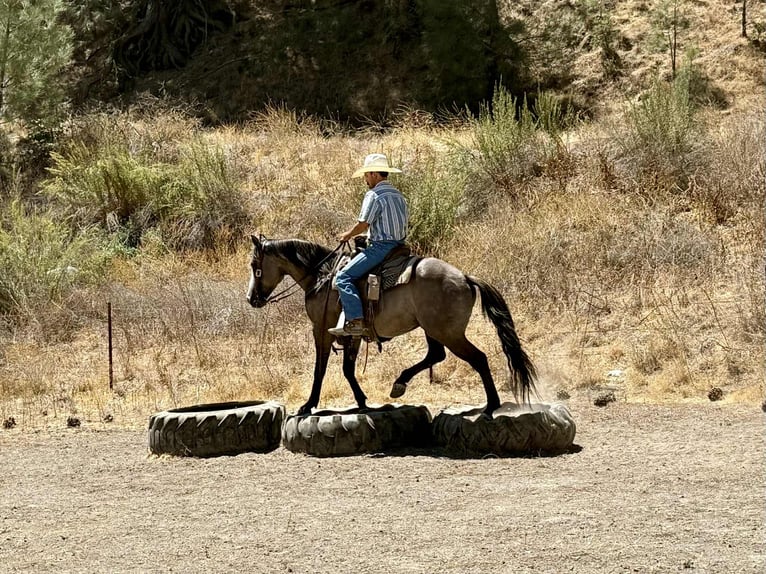 American Quarter Horse Ruin 9 Jaar 147 cm Grullo in Paicines CA